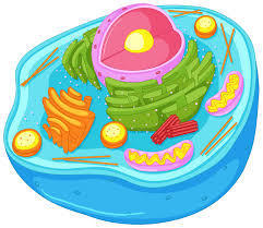 Biology I Cell Analogy Projects